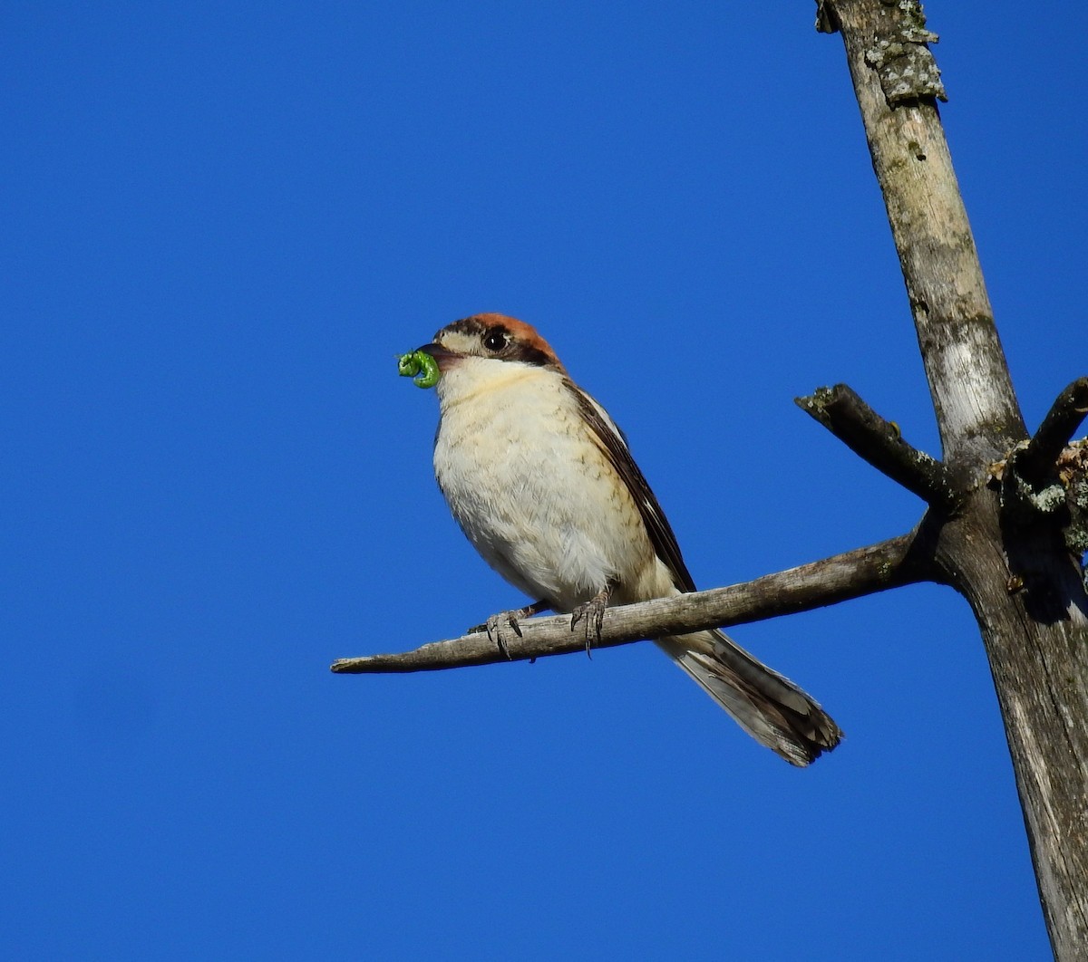 Woodchat Shrike - ML620482314