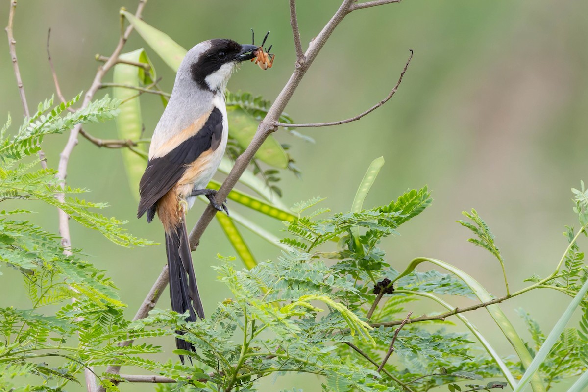 Long-tailed Shrike - ML620482315