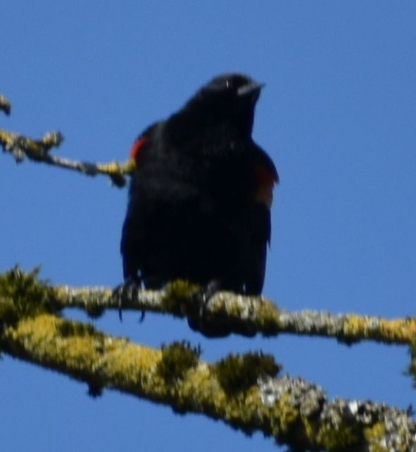 Red-winged Blackbird - ML620482317