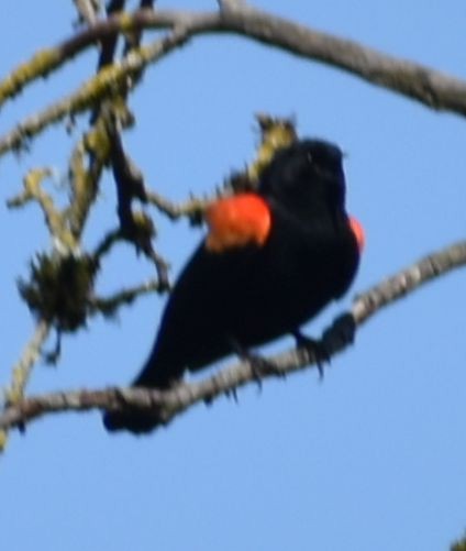 Red-winged Blackbird - ML620482318