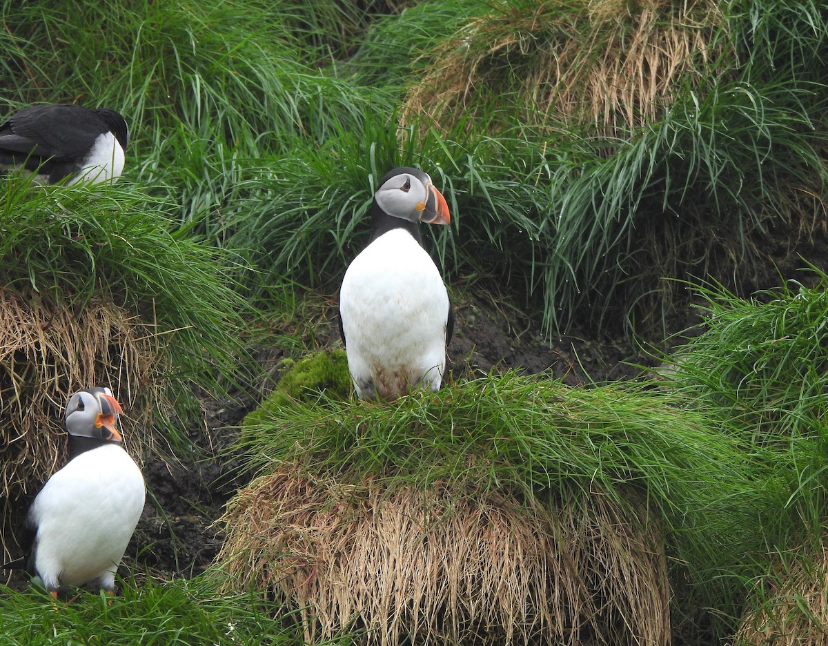 Atlantic Puffin - ML620482321