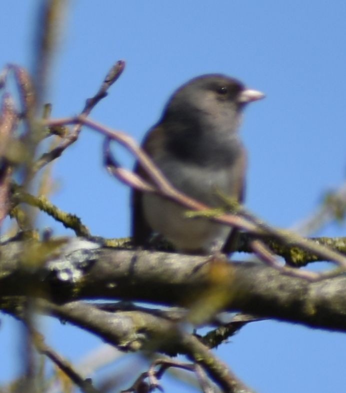 Dark-eyed Junco - ML620482322