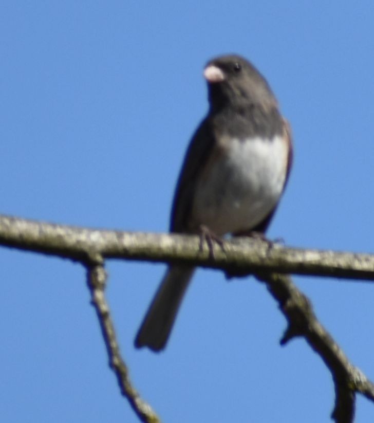 Dark-eyed Junco - ML620482323