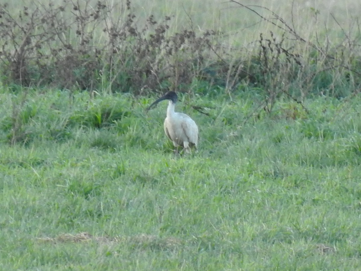 ibis australský - ML620482325