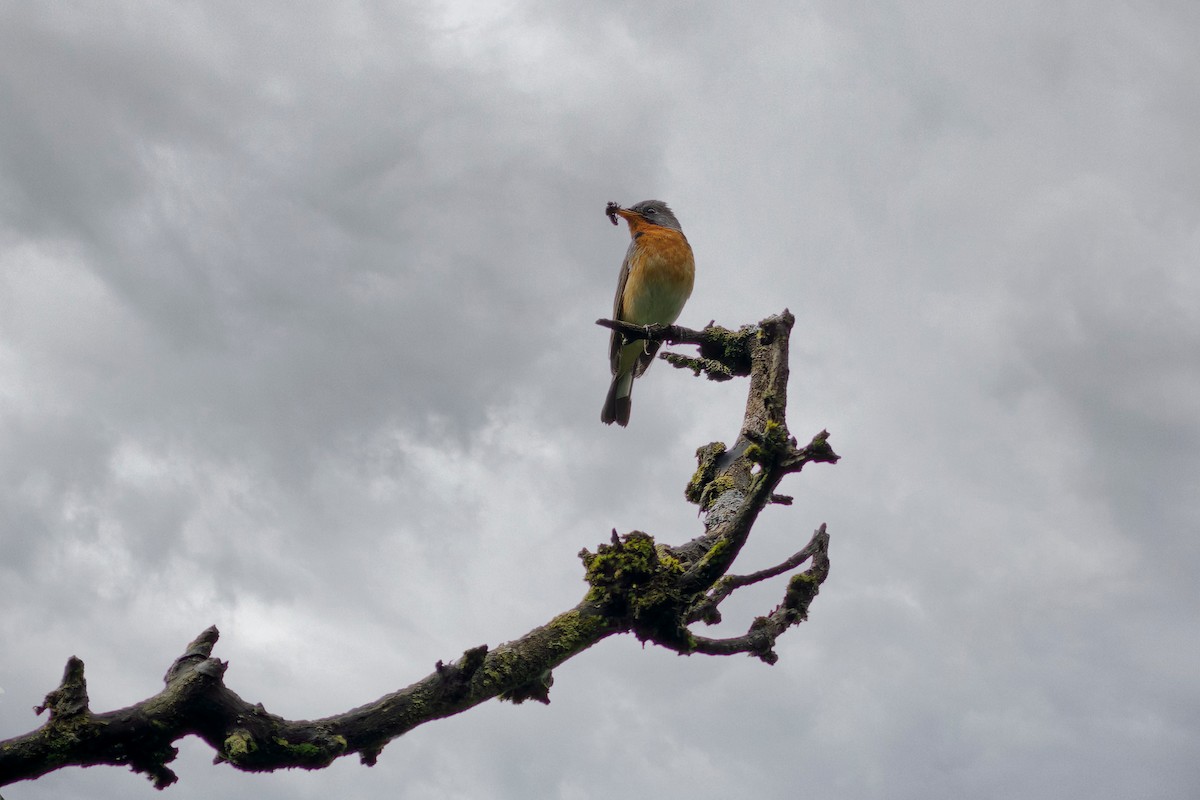 Kashmir Flycatcher - ML620482327