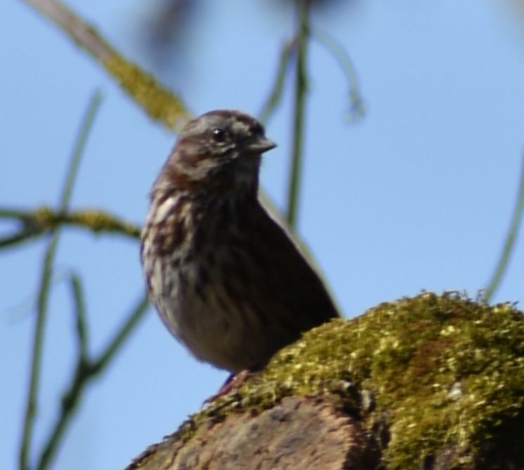 Song Sparrow - ML620482328