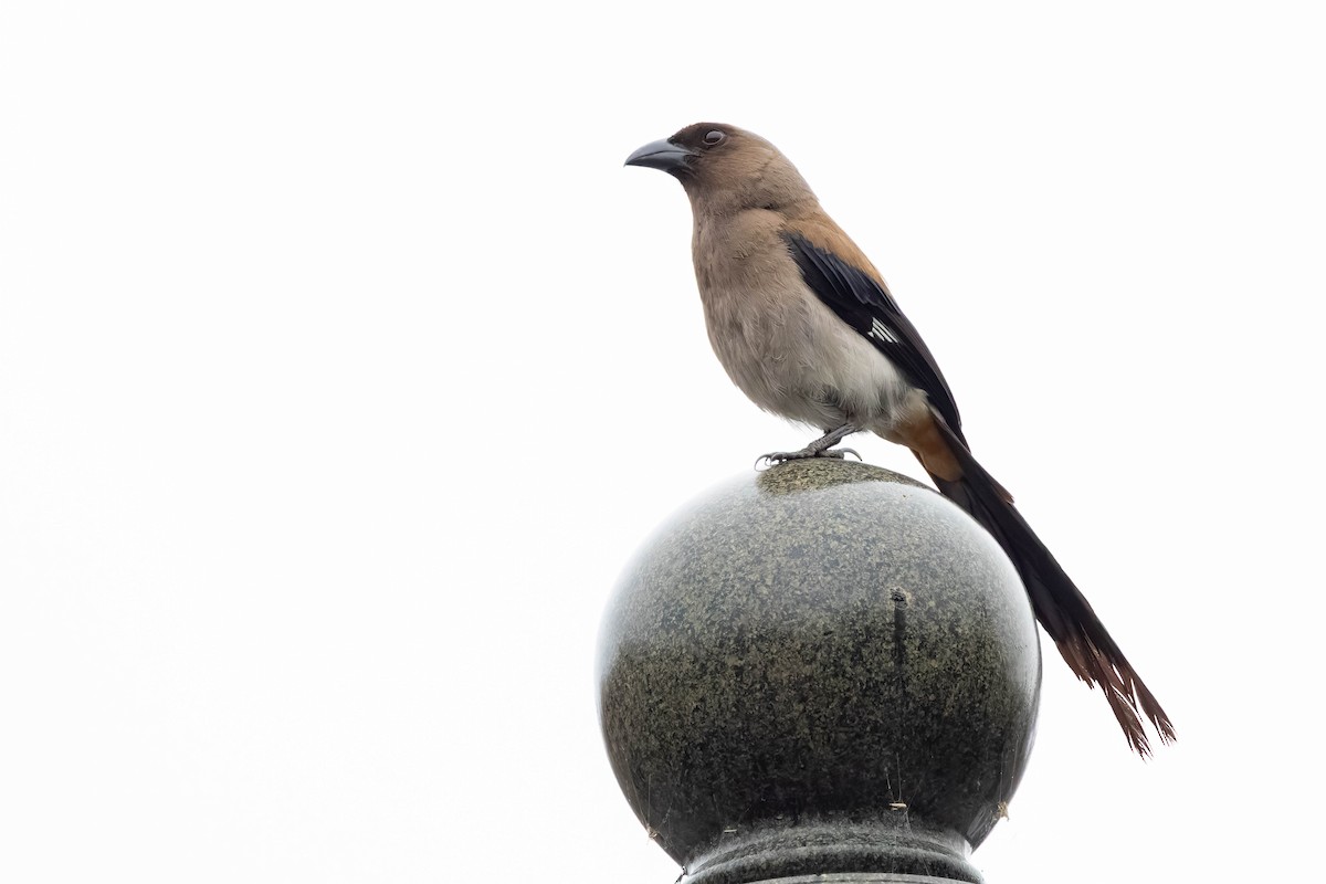 Gray Treepie - ML620482330