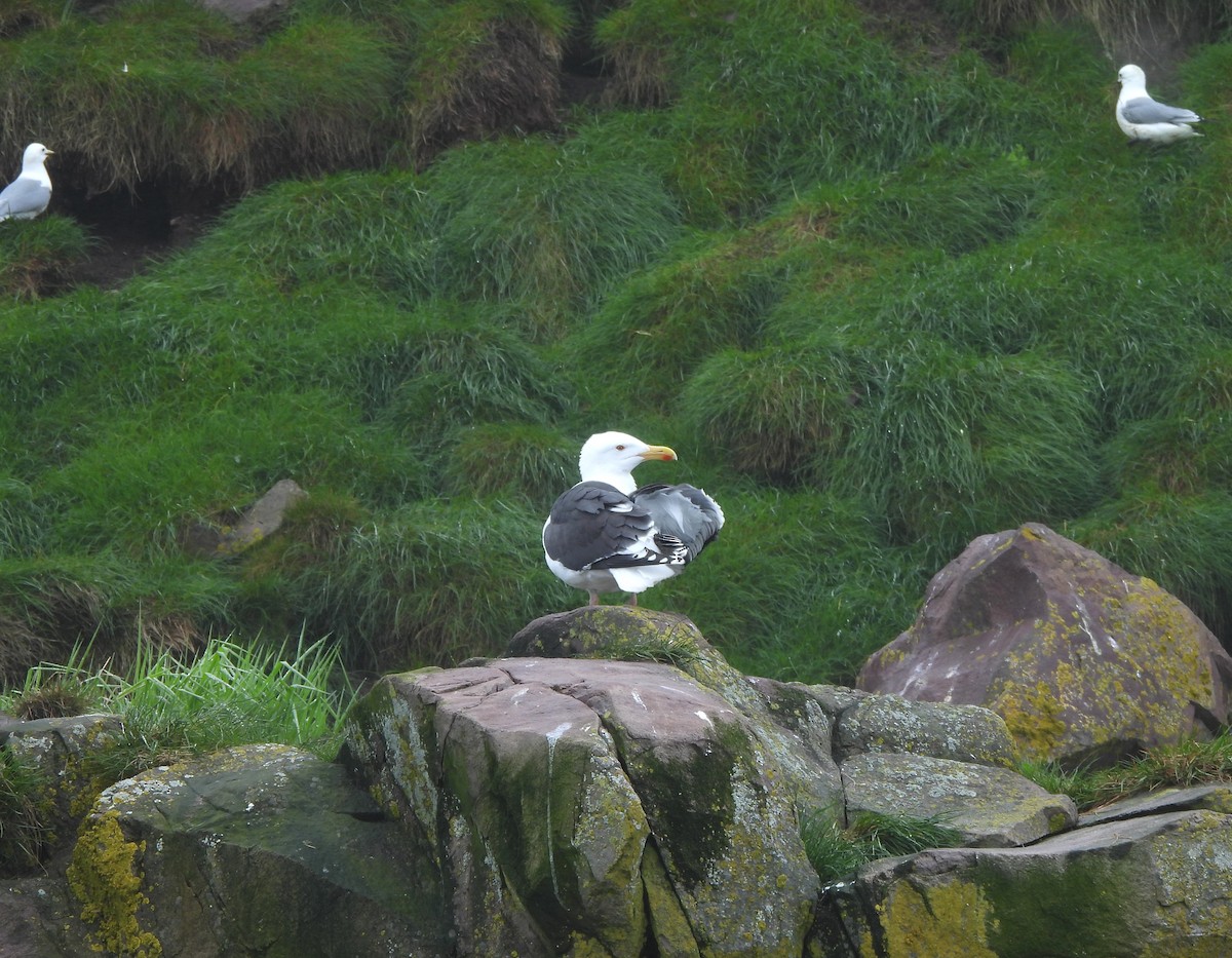 Great Black-backed Gull - ML620482331