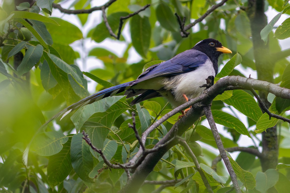 Yellow-billed Blue-Magpie - ML620482332