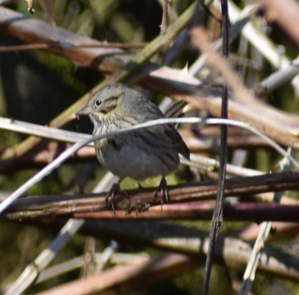 Lincoln's Sparrow - ML620482334