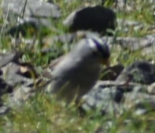 White-crowned Sparrow - ML620482336