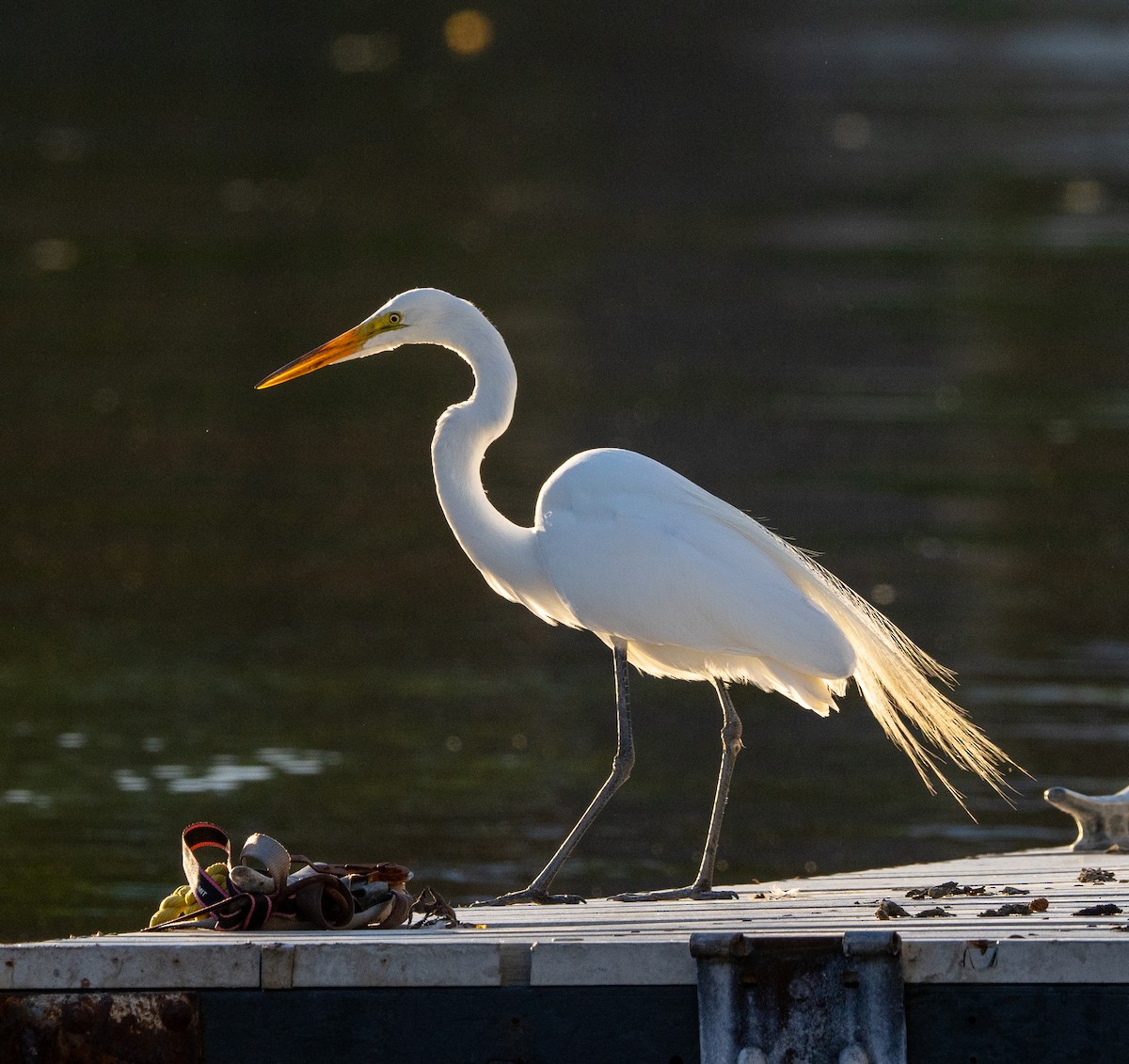 Great Egret - ML620482343