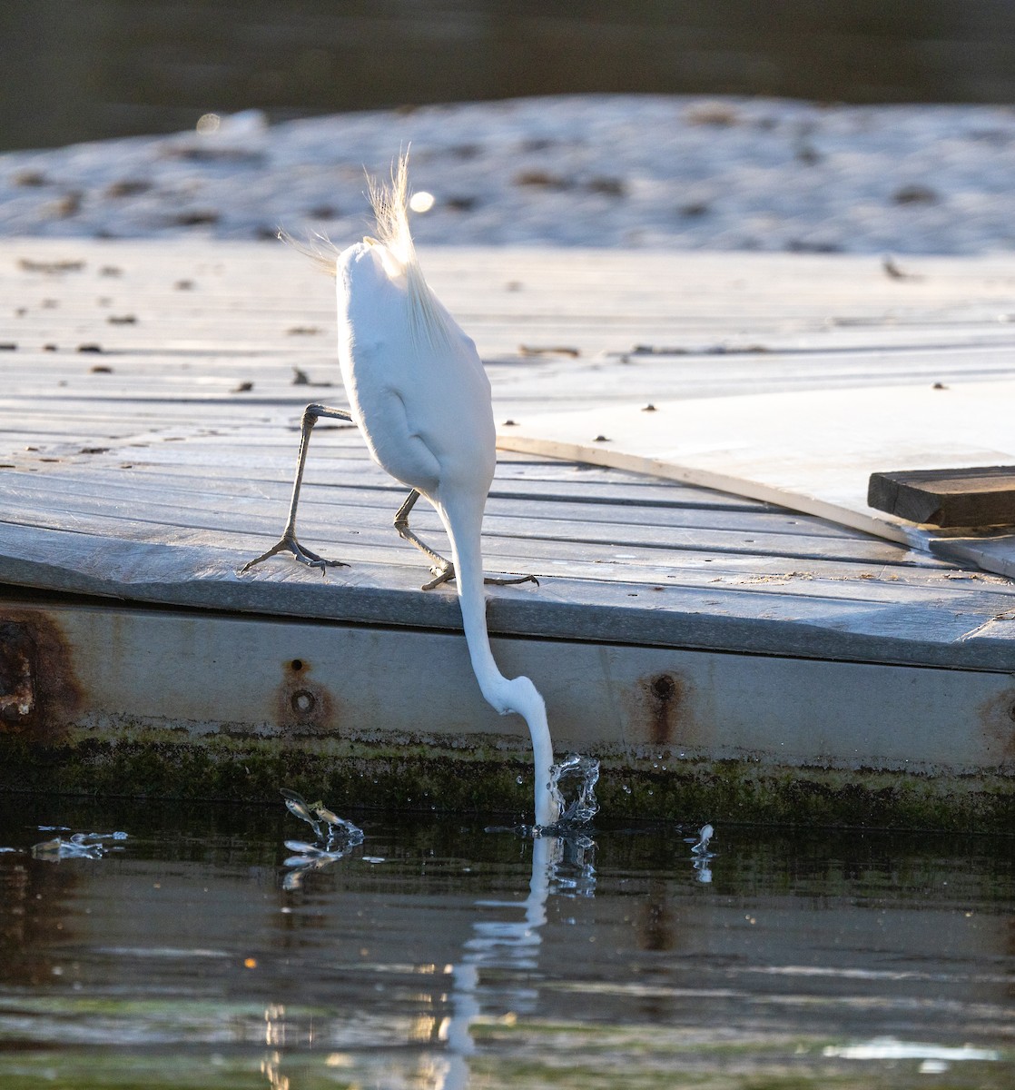 Great Egret - Scott Murphy