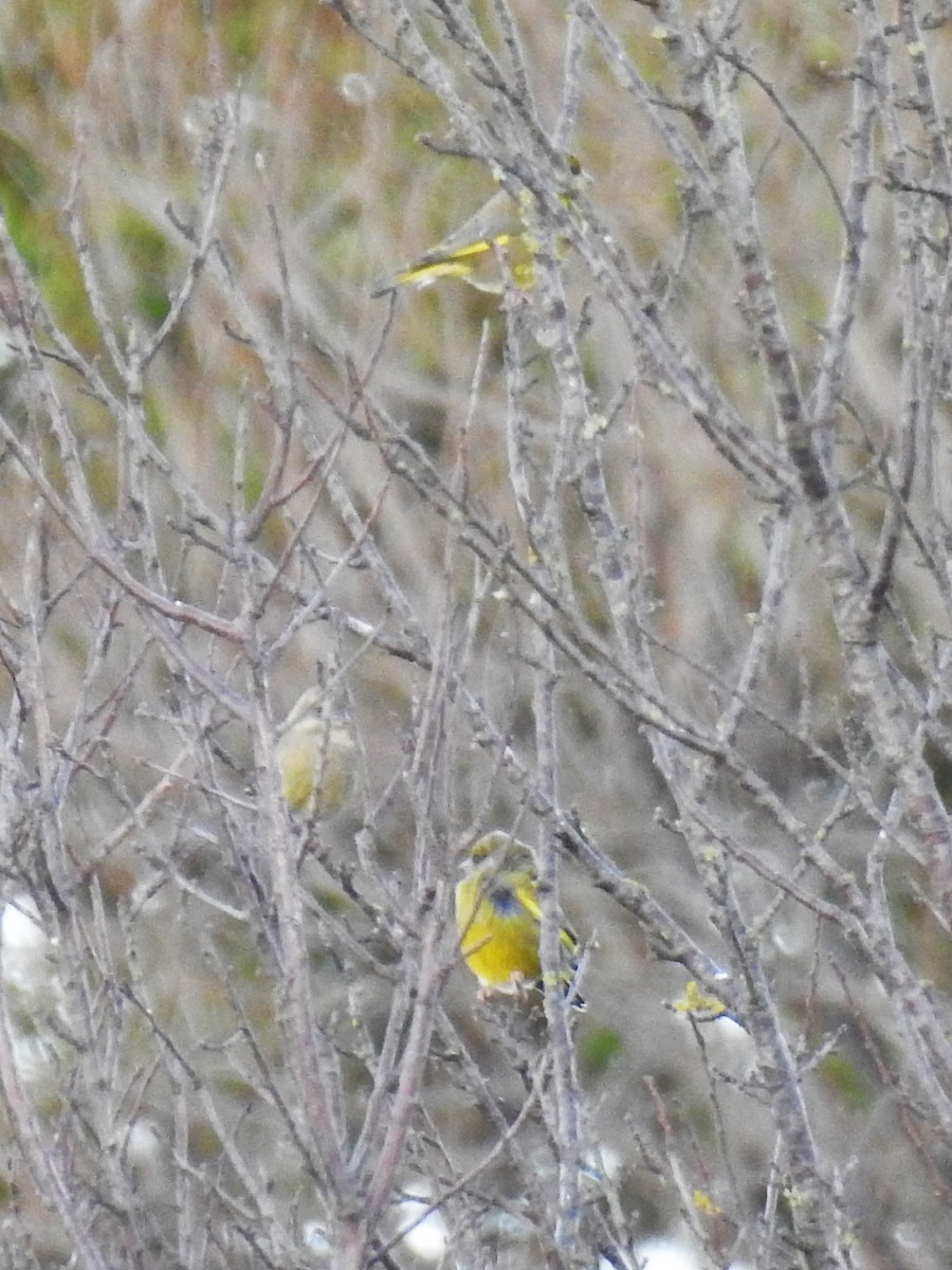 European Greenfinch - ML620482355