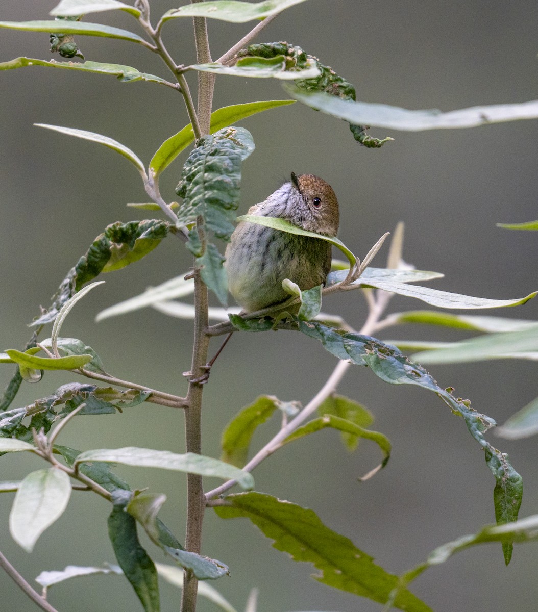 Brown Thornbill - ML620482363