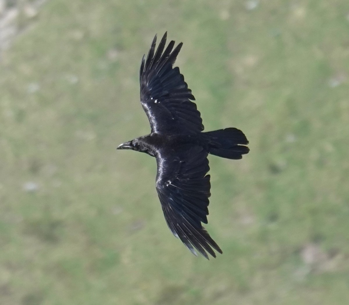 Common Raven - ML620482378