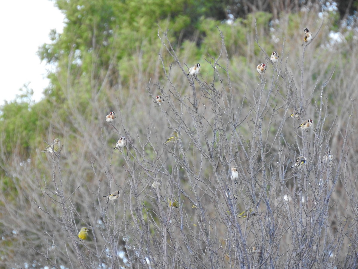 European Goldfinch - ML620482381