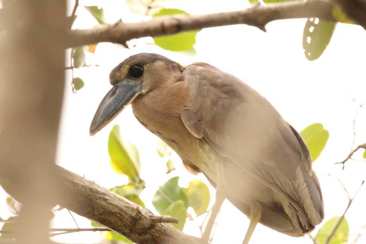 Martinete Cucharón - ML620482389