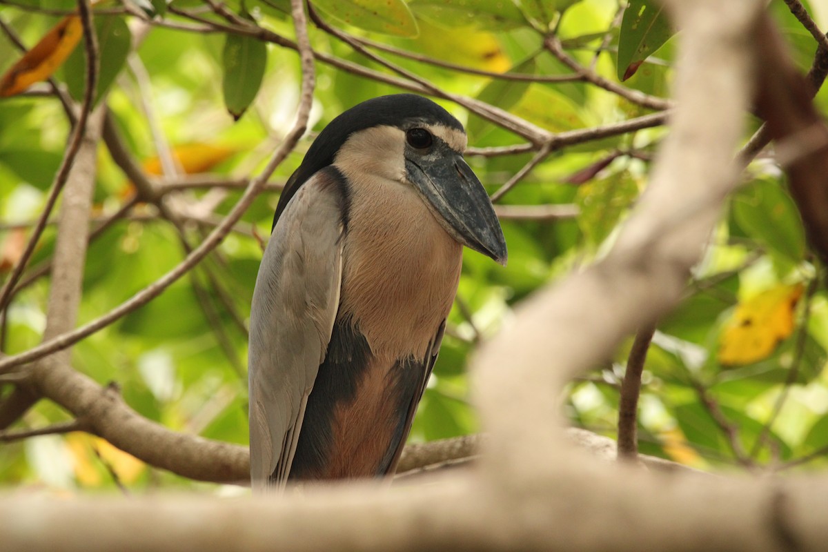 Martinete Cucharón - ML620482393