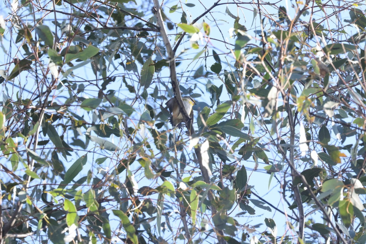 Striated Pardalote - ML620482398