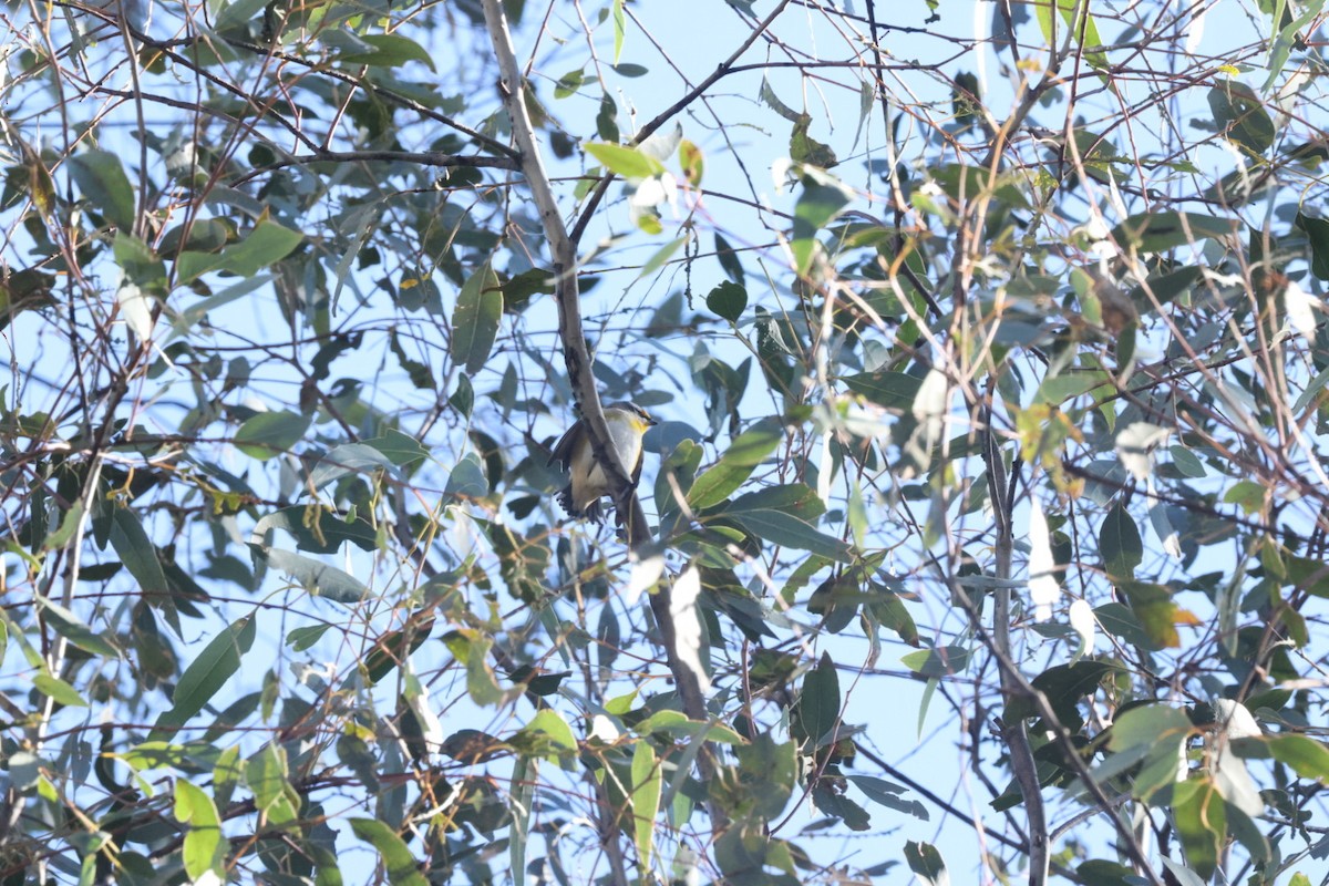 Striated Pardalote - ML620482399