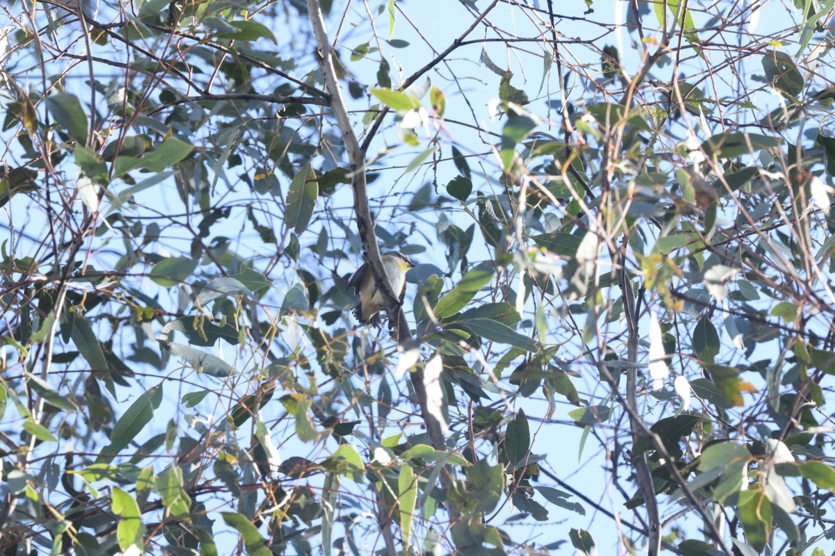 Striated Pardalote - ML620482400