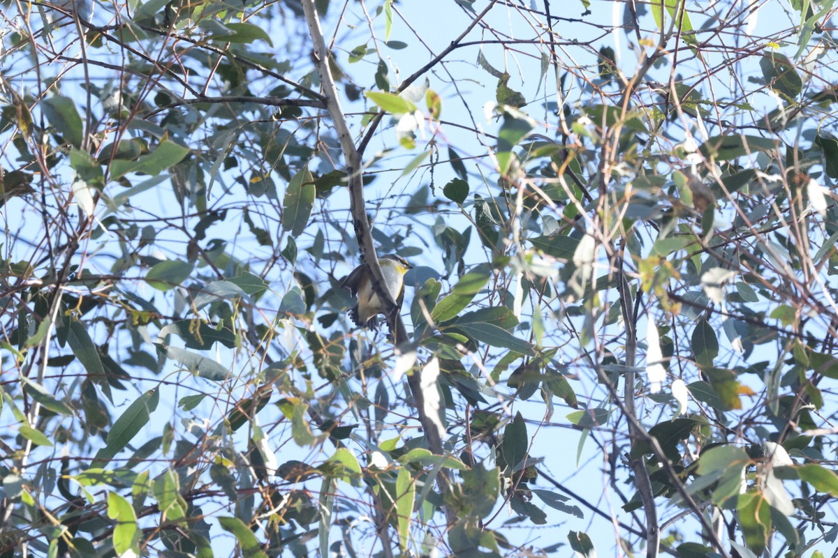 Striated Pardalote - ML620482403