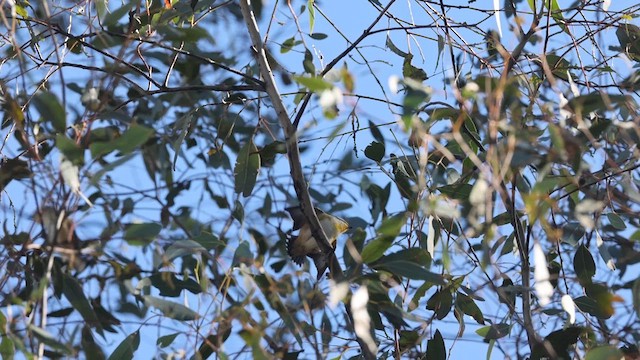 Streifenpanthervogel - ML620482404