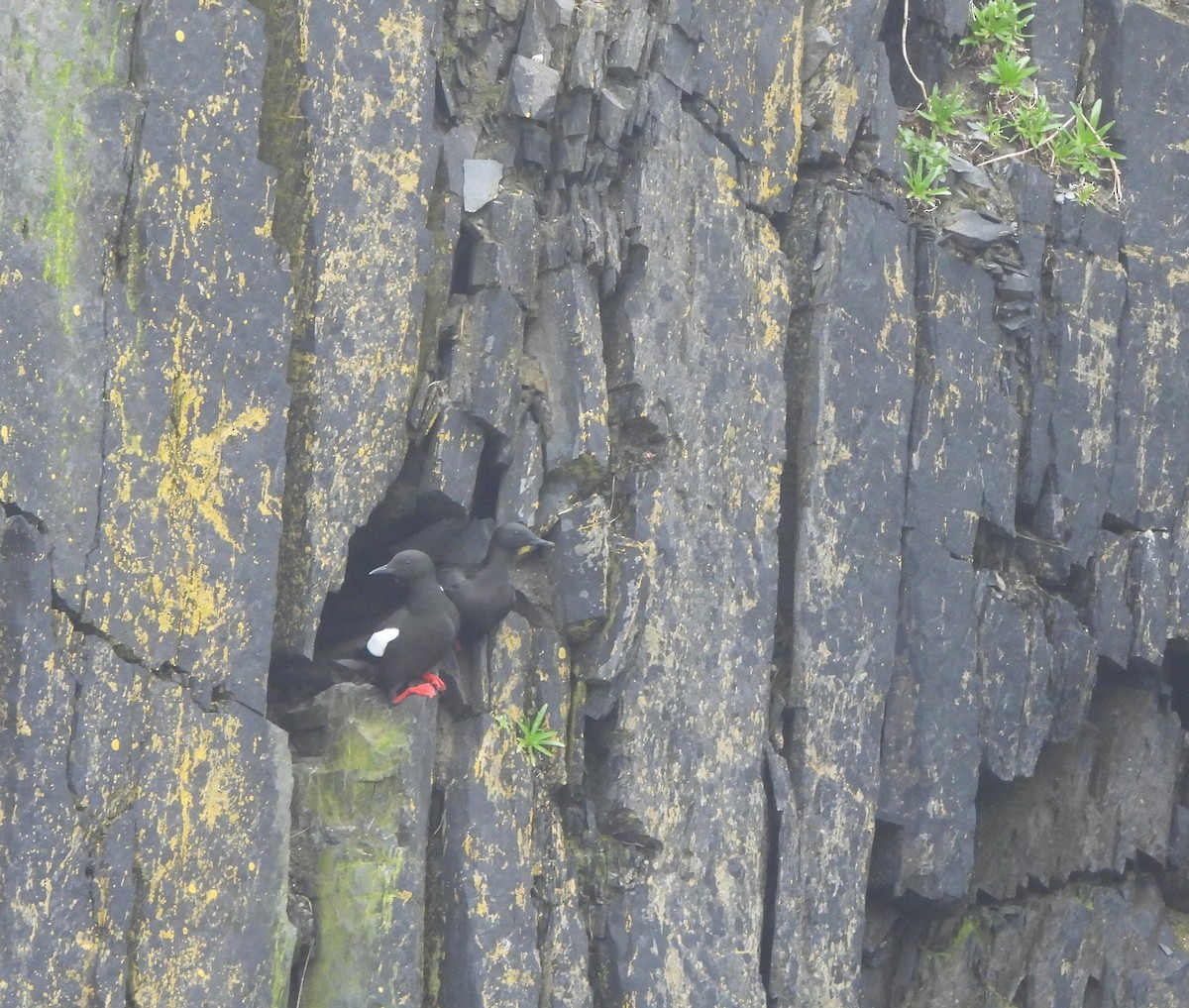 Black Guillemot - ML620482413