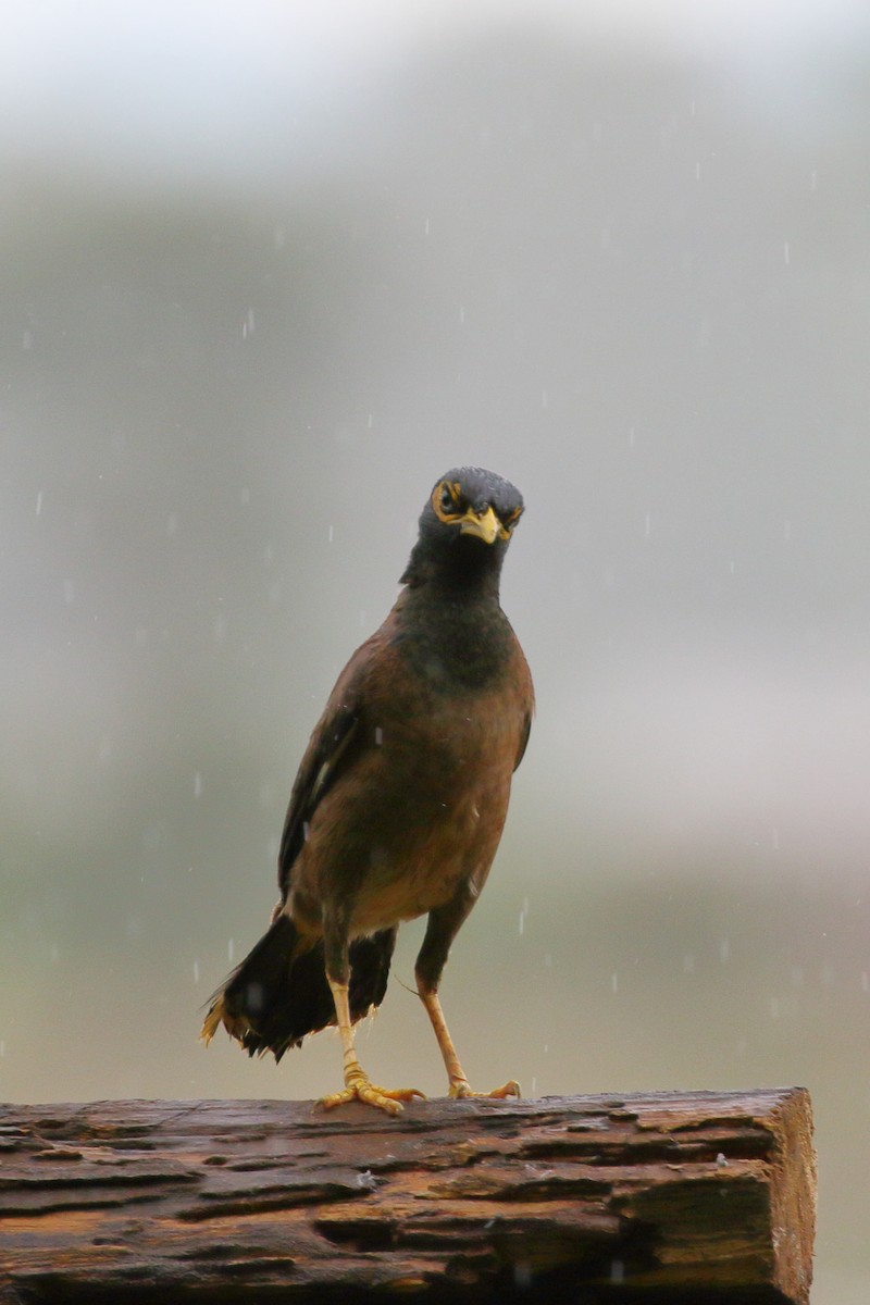 Common Myna - ML620482414