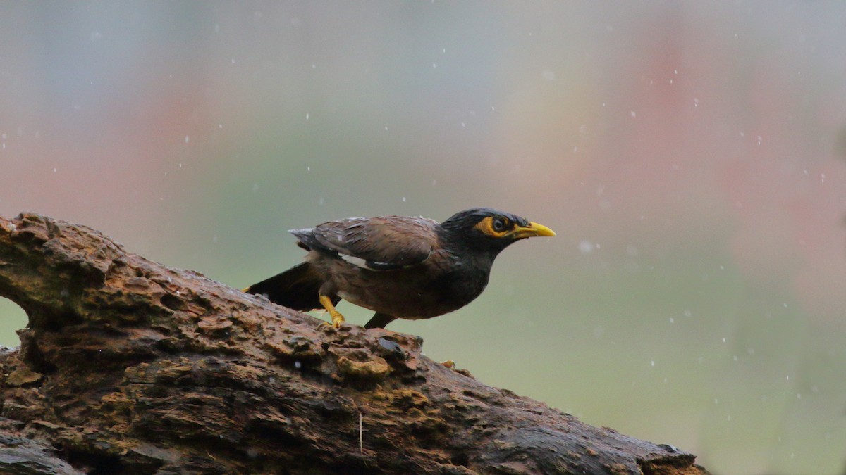 Common Myna - ML620482415