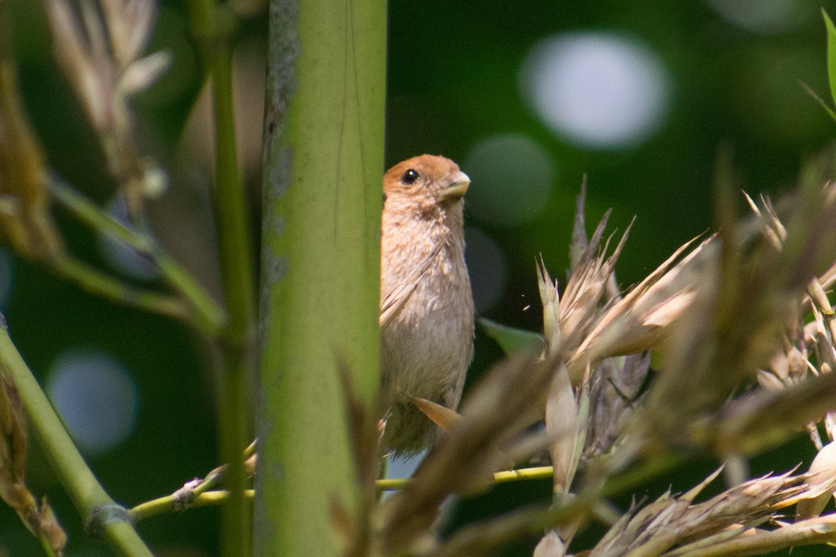 Vinous-throated Parrotbill - ML620482416