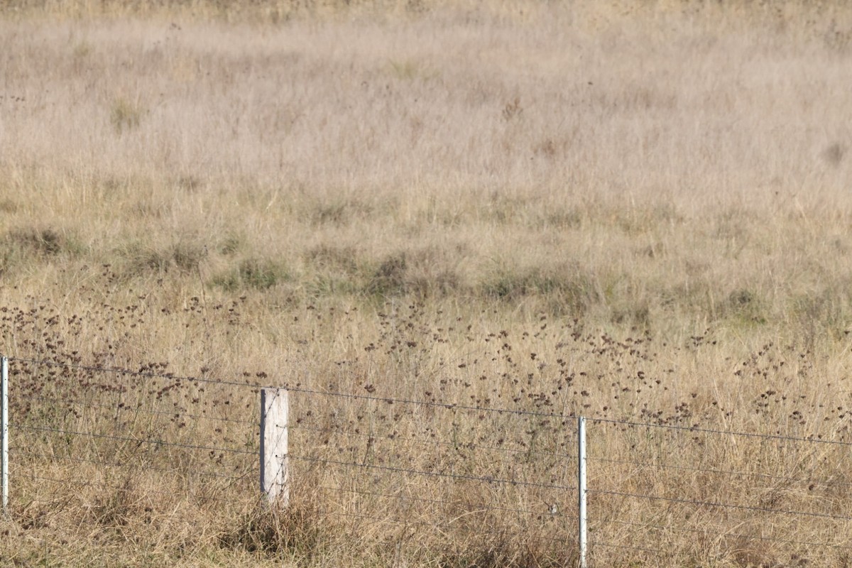 Hooded Robin - ML620482417