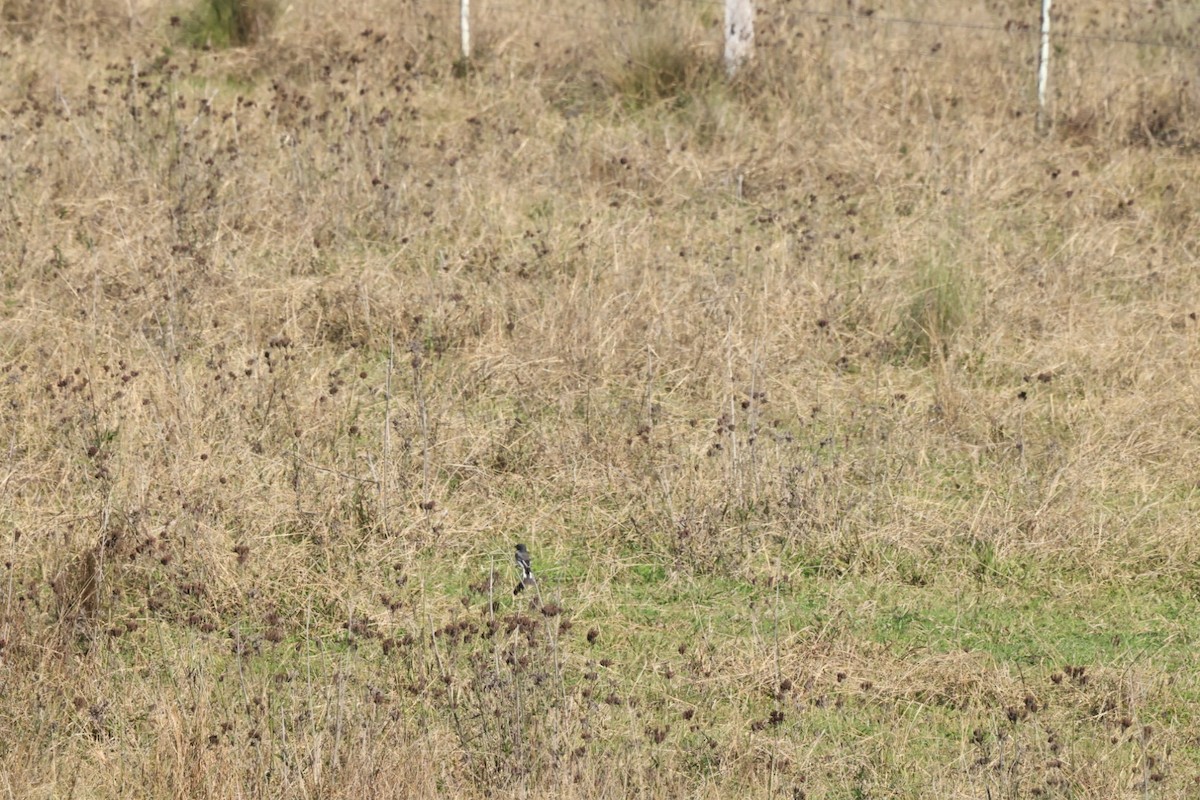 Hooded Robin - ML620482419