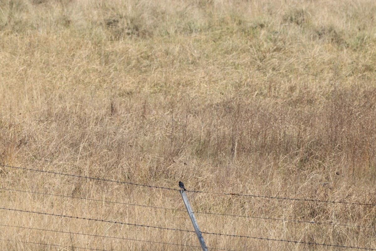 Hooded Robin - ML620482421