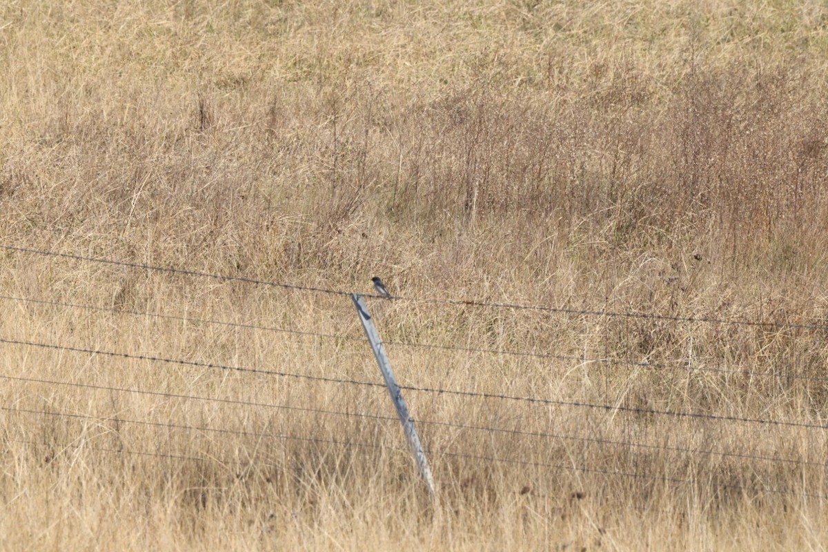 Hooded Robin - ML620482422