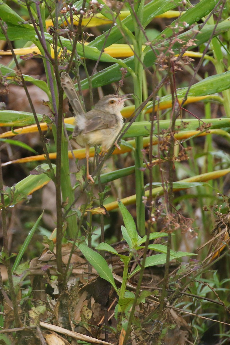 Plain Prinia - ML620482424