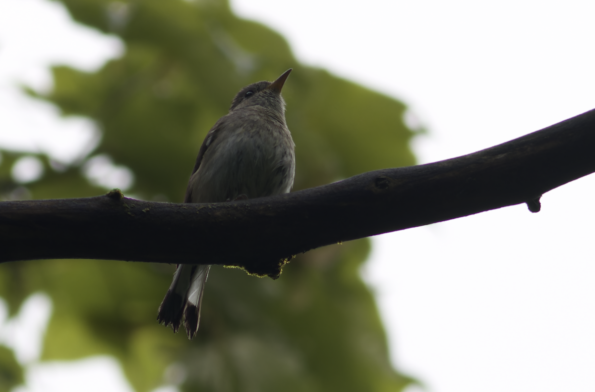 Kashmir Flycatcher - ML620482425