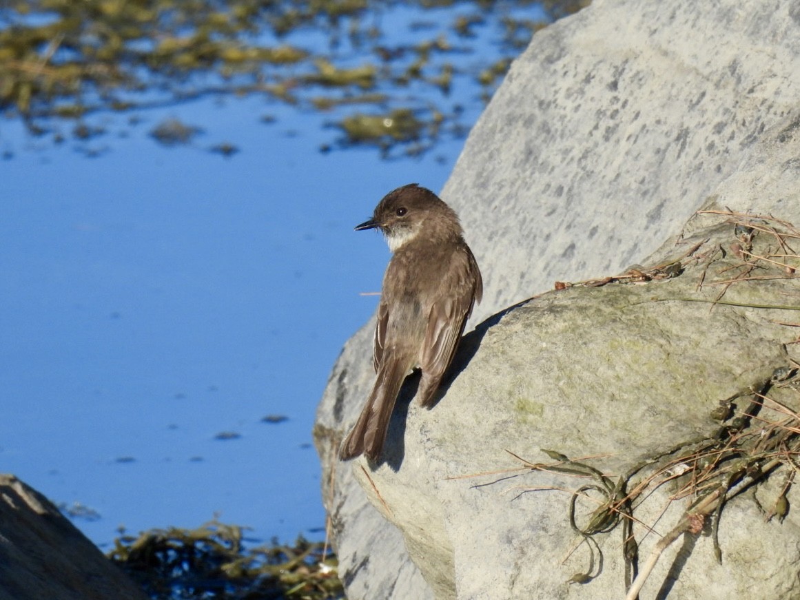 Eastern Phoebe - ML620482427