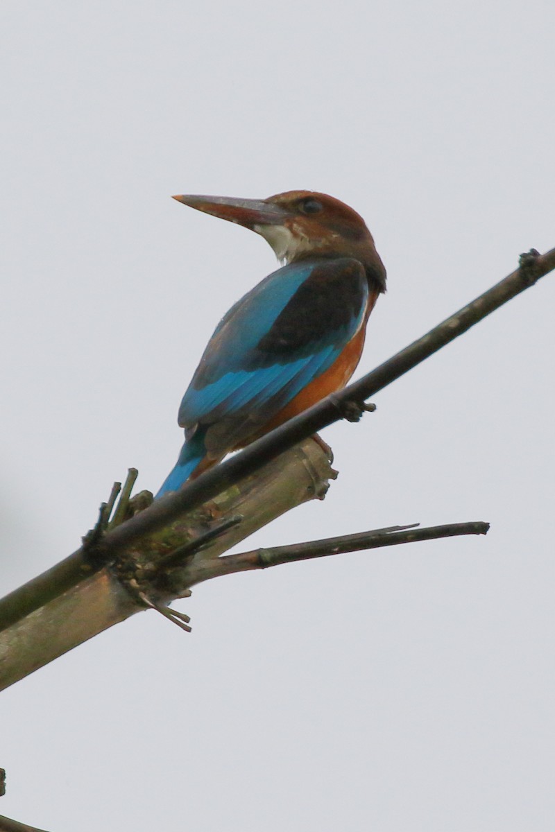 White-throated Kingfisher - ML620482428