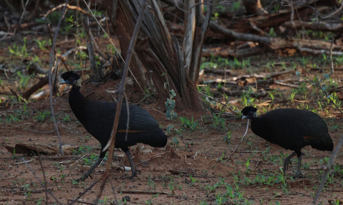 Southern Crested Guineafowl - ML620482429