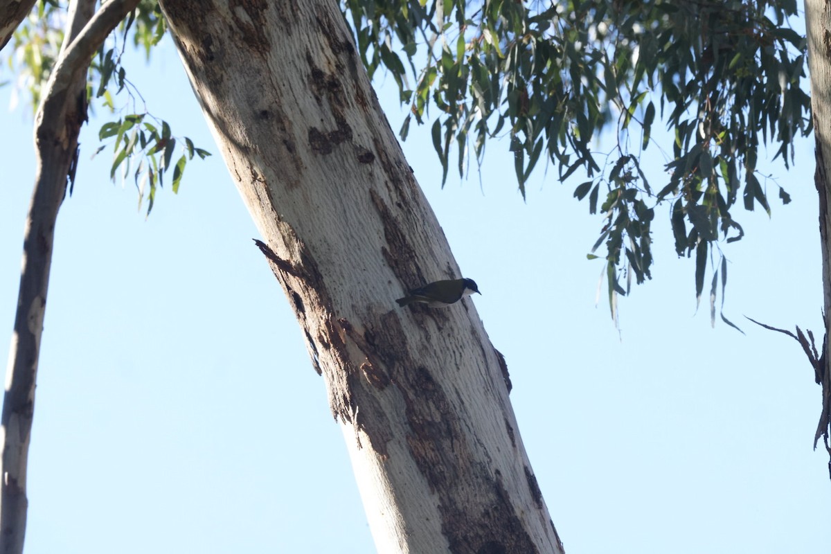 White-naped Honeyeater - ML620482432