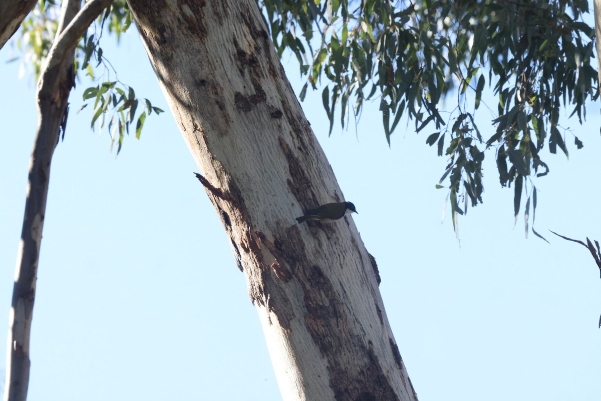 White-naped Honeyeater - Jaden Salett