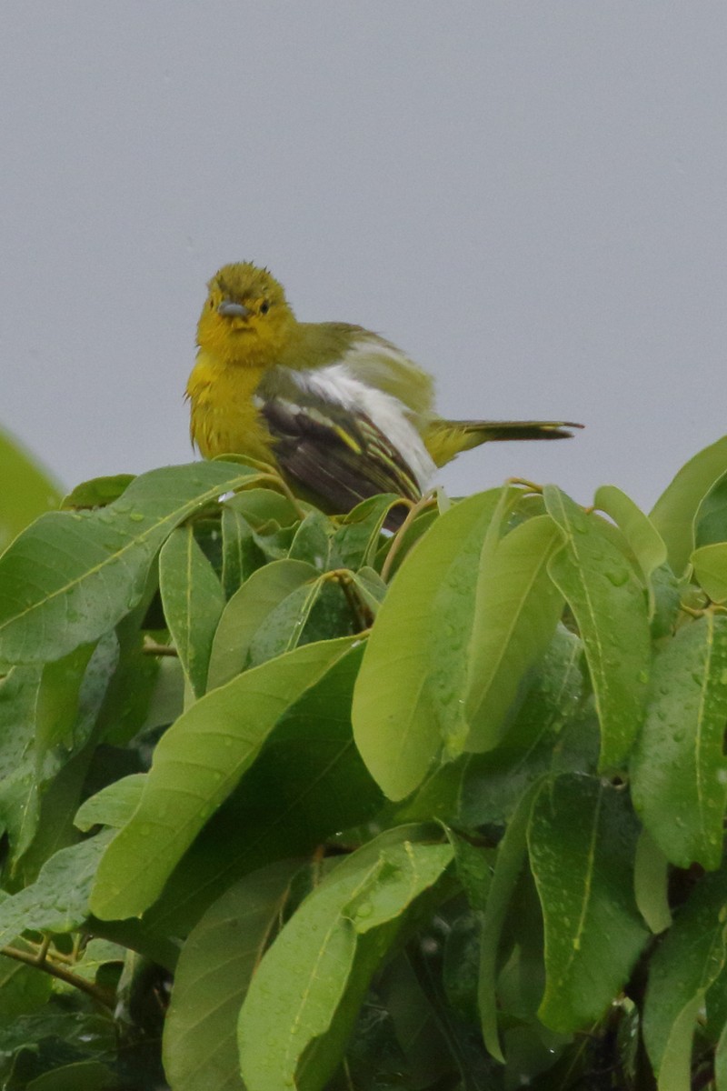 Common Iora - ML620482437