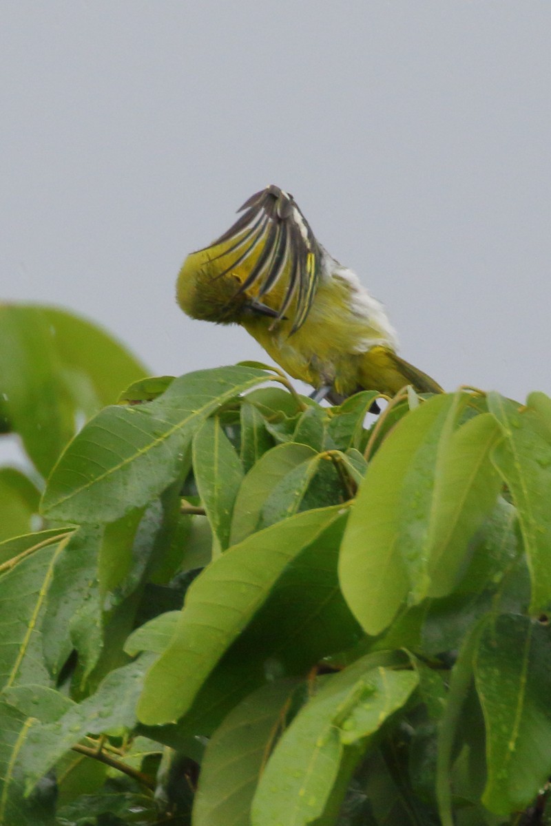 Common Iora - ML620482439