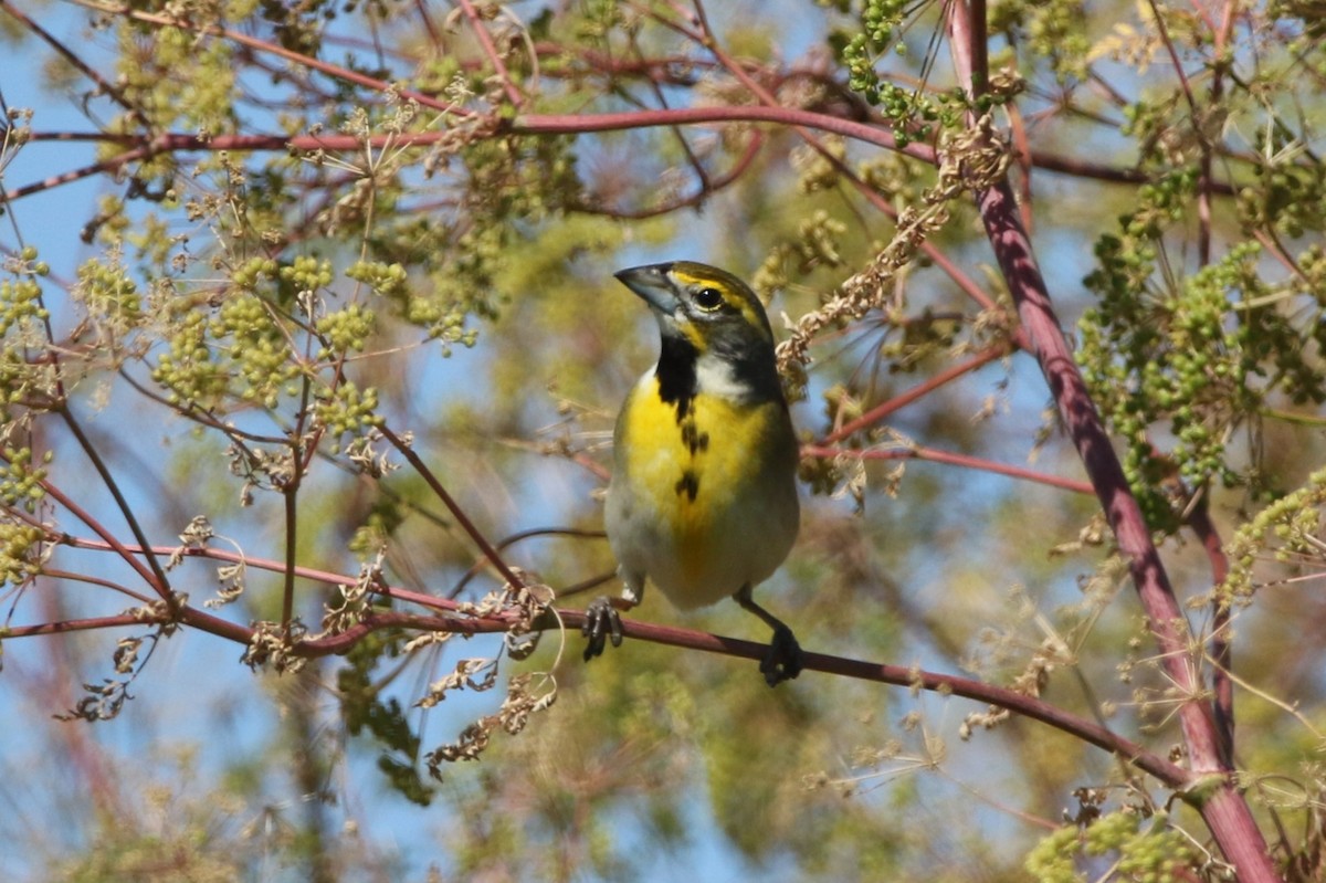 Dickcissel - ML620482442