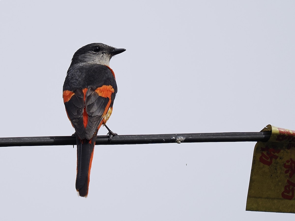 Gray-chinned Minivet - ML620482443