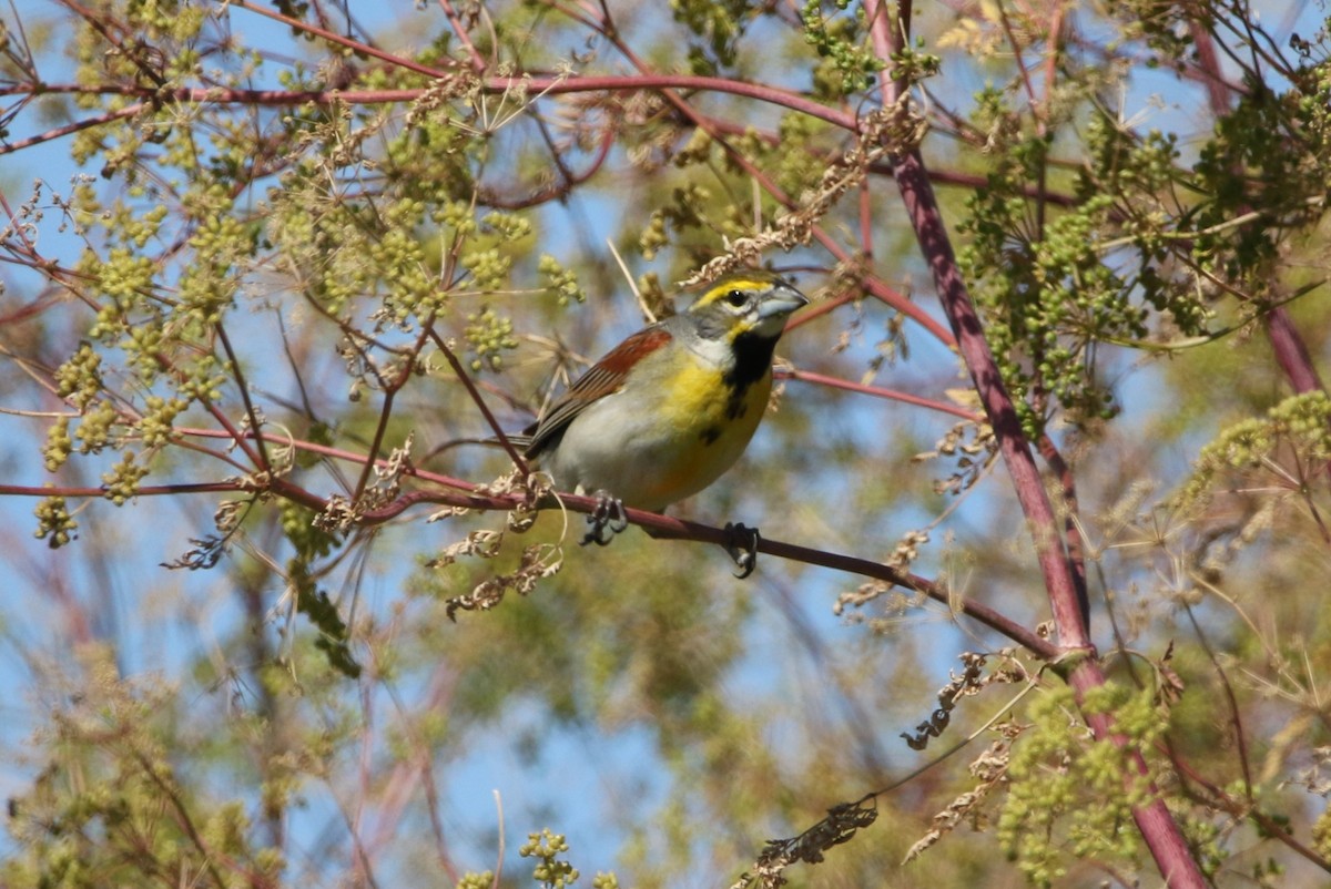 Dickcissel - ML620482444