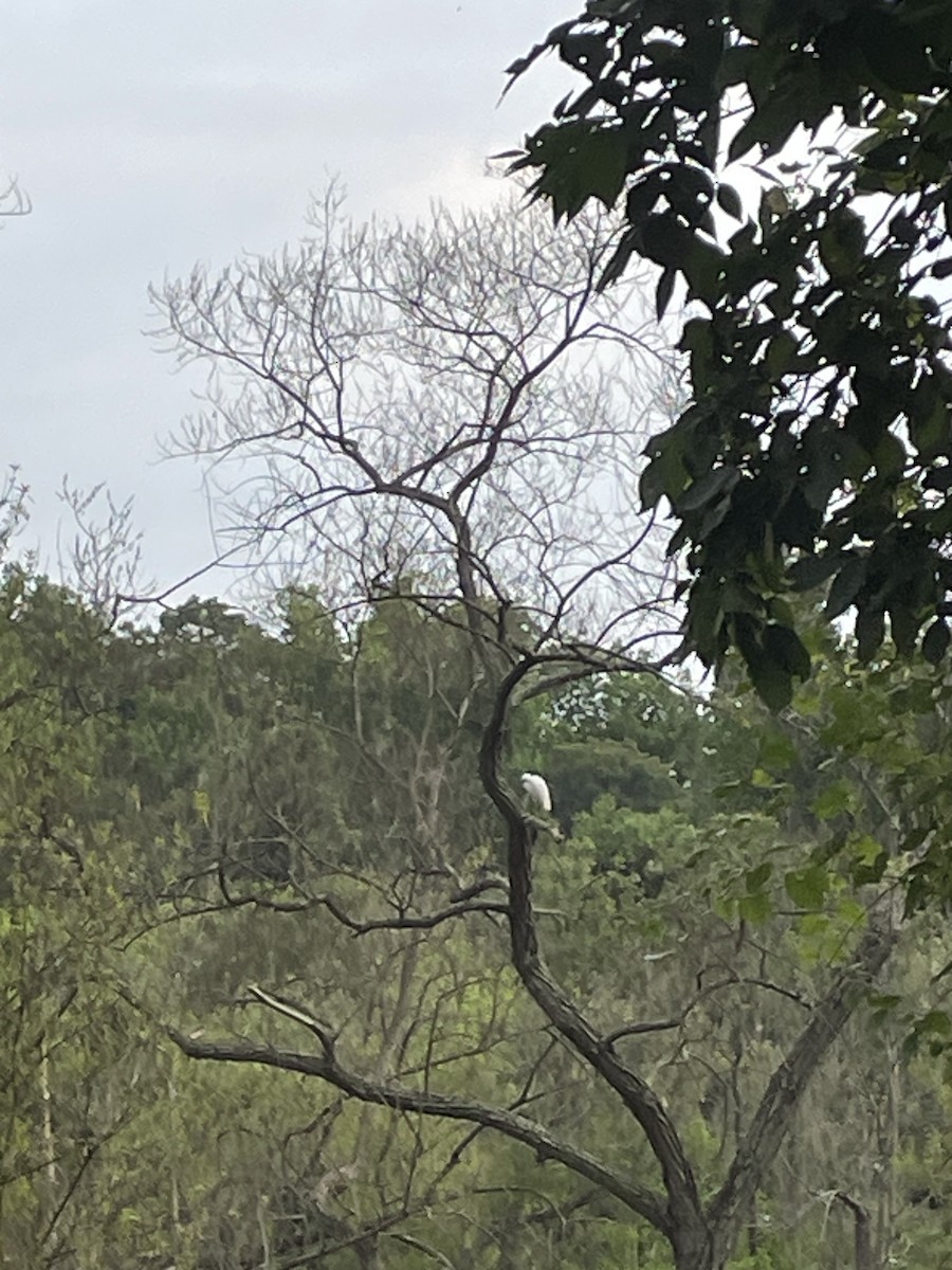 Little Blue Heron - ML620482446