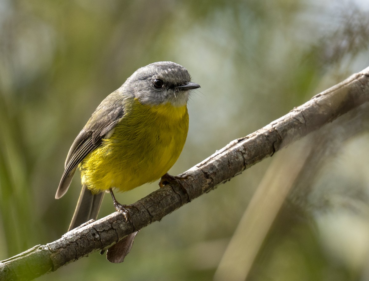 Eastern Yellow Robin - ML620482451